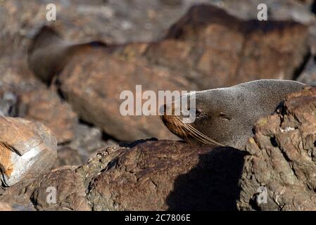 Nuova Zelanda Fur Seals a Cape Palliser, che si abbronzano sulle rocce vicino all'oceano. Foto Stock