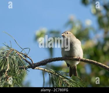 Giovane Casa passera (Passer domesticus)ramo arroccato, femmina giovanile, contro il cielo blu Foto Stock