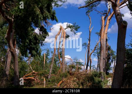 Windsnap in una pineta dopo una forte raffica di vento durante una tempesta. Assia, Germania Foto Stock