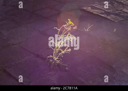 il fiore giallo cresce dall'asfalto, illuminato da un fascio di sole. Concetto visivo della lotta per la vita. Frame illimitati Foto Stock