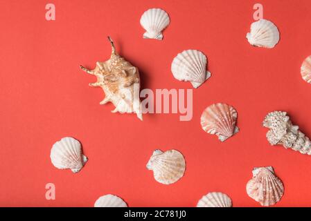 Varietà di conchiglie sullo sfondo di coralli viventi. Disposizione piatta. Concetto marino Foto Stock