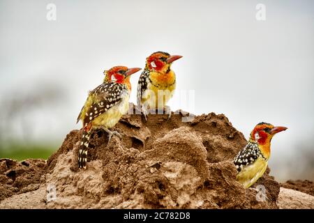 barbet rosso e giallo (Trachyphonus erythrocefalo). Tre individui che si levano in piedi su un tumulo di terra. Parco Nazionale di Tarangire, Tanzania, Africa Foto Stock