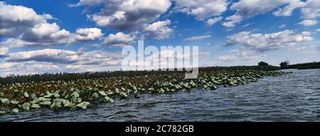 Russia, Astrakhan Oblast, campo di loto nel delta del Volga, nell'estuario, Nelumbo nucifera Blooming (aka loto blu, loto indiano, loto sacro, fagiolo dell'India, e giglio d'acqua sacro) Foto Stock