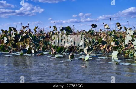 Russia, Oblast di Astrakhan, Delta di Volga, nell'estuario, Nelumbo nucifera Blooming (aka loto blu, loto indiano, loto sacro, fagiolo dell'India e giglio d'acqua sacro) Foto Stock