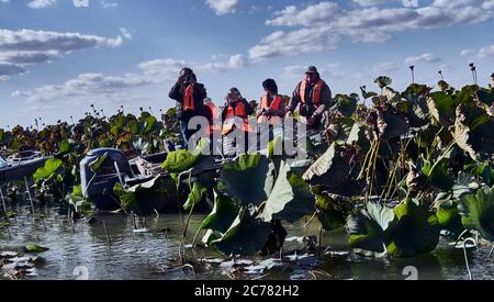 Russia, Astrakhan Oblast, una barca che trasporta una famiglia turistica nel campo di loto nel Delta del Volga, nell'estuario, Nelumbo nucifera Blooming (aka loto blu, loto indiano, loto sacro, fagiolo dell'India e giglio d'acqua sacro) Foto Stock