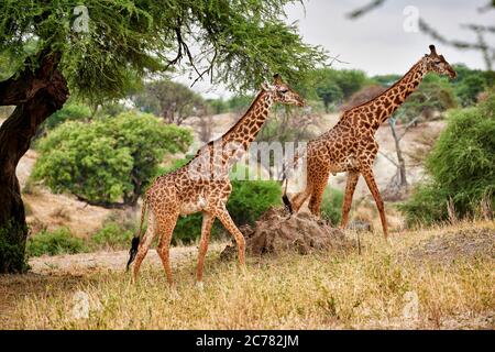 Giraffe Masai (Giraffa tippelskirchi). Due maschi a piedi. Parco Nazionale di Tarangire, Tanzania, Africa Foto Stock