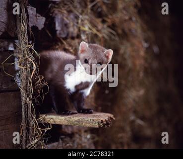 Pietra Marten (Martes foina) in una stalla. Germania Foto Stock