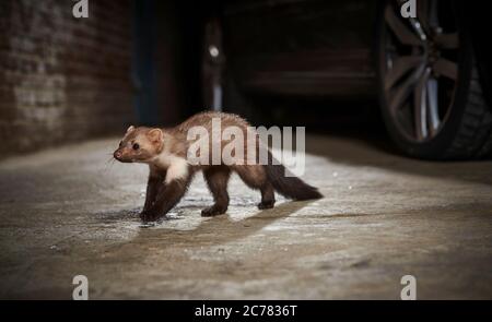 Stone Marten (Martes foina) a piedi accanto a una macchina. Germania. Restrizione: Non per i sistemi di difesa marten Foto Stock