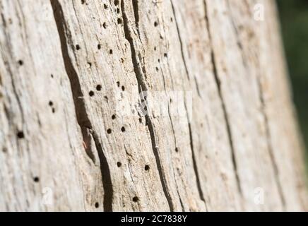 Specie ignote di vespa, forse una specie di Crossocerus, che entra in un buco di nido in un tronco di albero, uno di cento o più su questo tronco Foto Stock