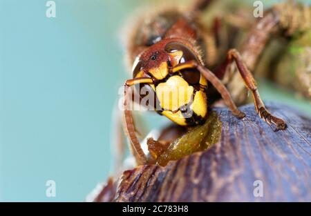 Unione Hornet, Marrone Hornet (Vespa crabro) mangiando una susina. Germania Foto Stock