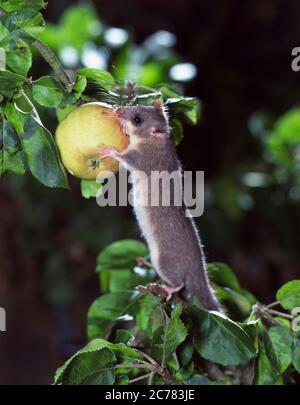 Dormouse commestibile (glis glis) mangiare una mela. Germania Foto Stock