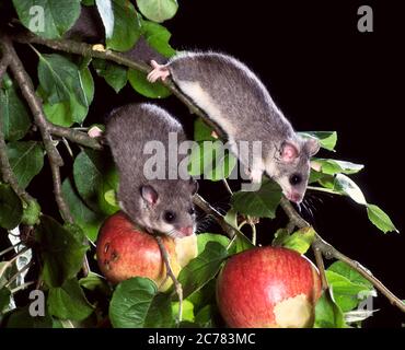 Dormouse commestibile (Glis glis). Due adulti in un albero di mele di notte. Germania Foto Stock