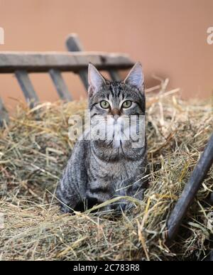 Gatto domestico. Un gatto adulto di tabby seduto su un carro nel fieno. Germania Foto Stock