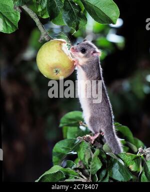 Dormouse commestibile (glis glis) mangiare una mela. Germania Foto Stock