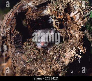 Dormouse commestibile (Glis glis) che guarda fuori dal suo nido in un albero cavo. Germania Foto Stock