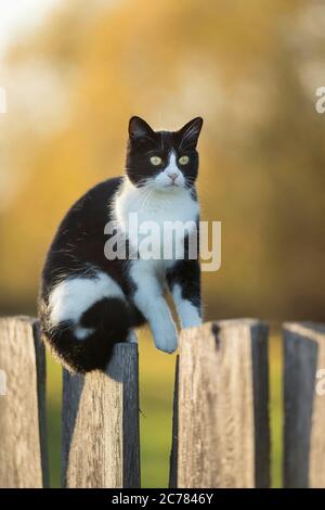 Gatto domestico. Un gatto bianco e nero equilibra su una recinzione di legno. Germania Foto Stock