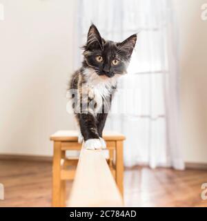 Foresta norvegese Cat. Bilanciamento dei gattini su una trave di legno. Germania Foto Stock