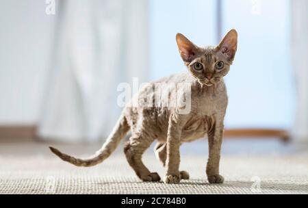 Devon Rex. Adulto in piedi sul parquet. Germania Foto Stock