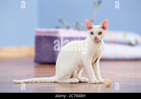 Devon Rex. Gattino seduto sul parquet. Germania Foto Stock