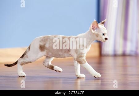 Devon Rex. Gattino che cammina sul parquet. Germania Foto Stock