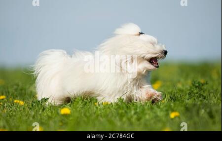 Havanese. Cane adulto in esecuzione su un prato. Germania Foto Stock