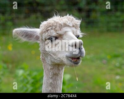 Alpaca Vicugna pacos ritratto Norfolk Agriturismo in inverno Foto Stock