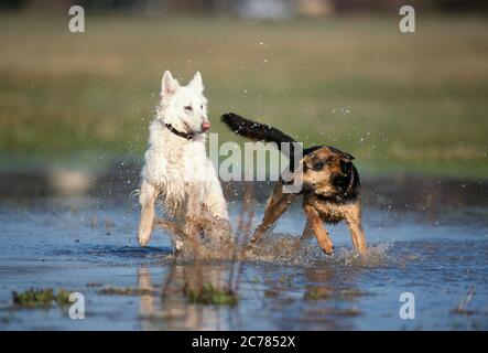 Berger Blanc Suisse, White Swiss Shepherd Dog e misto-razza cane. Due cani adulti che giocano in acqua. Germania Foto Stock