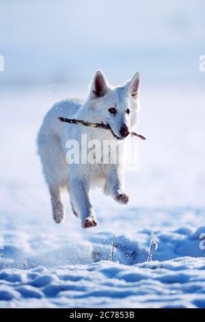 Berger Blanc Suisse, cane da pastore bianco svizzero. Cane adulto che corre sulla neve, con un bastone in bocca. Germania Foto Stock