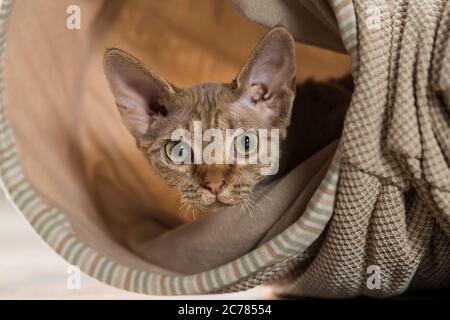 Devon Rex. Cucciolo in un tunnel giocattolo. Germania Foto Stock