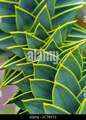 Araucaria araucana - Chile Pine Norfolk, UK giugno Foto Stock