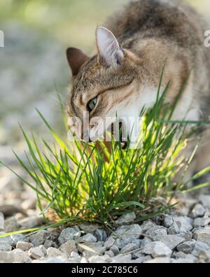 Gatto domestico. Tabby adulto che mangia erba. Germania Foto Stock