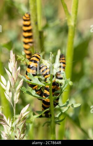 Caterpillars o larve di falma cinabro (Tyria jacobaeae) che si nutrono di ragwort (Jacobaea vulgaris), Regno Unito Foto Stock