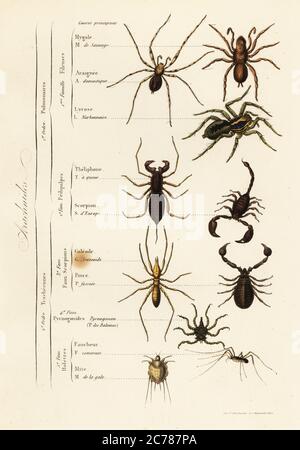 Ordini di Arachnidi. Ragno a trapezio, ragno di casa, ragno di lupo, scorpione di frusta, scorpione dalla coda gialla, ragno di sole, pseudoscorpione, ragno di mare, uomo di mare e acaro. Mygale de sauvage, Araignee domestique, Lycosa narbonnaise, Theliphone a queue, Scorpion d’Europe, Galeode araneoide, Pnce fascciee, Pycnogon des Baleines, Faucheur commun, Mite de la vale. Incisione in acciaio a mano stampata da F. Chardon dal Musee d’Histoire Naturelle di Achille Comte, Museo di Storia Naturale, Gustave Hazard, Parigi, 1854. Foto Stock