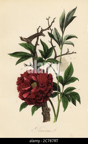 Peonia comune, Paeonia officinalis, con ciottweb. Pivoine. Incisione in acciaio a mano stampata da F. Chardon dal Musee d’Histoire Naturelle di Achille Comte, Museo di Storia Naturale, Gustave Hazard, Parigi, 1854. Foto Stock