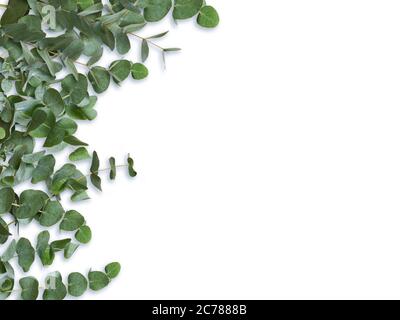 Foglie verdi di eucalipto e rami isolati su sfondo bianco. Foto Stock