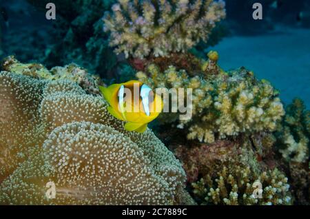 Clark anemonefish o limanda clownfish, Amphiprion clarkii, Anemone, Hamata, Mar Rosso, Egitto Foto Stock