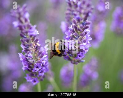 Bumblebee sulla lavanda in fiore Foto Stock
