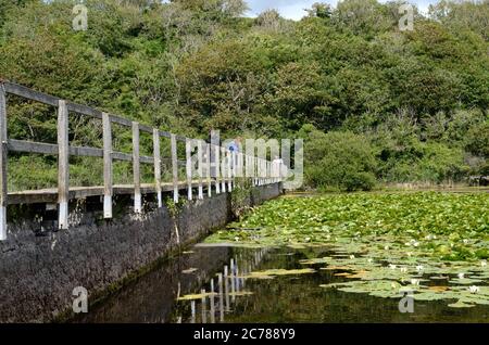 Ponte pedonale che attraversa Bosherston Lily Ponds Pembrokeshire Coast National Park Wales Cymru UK Foto Stock