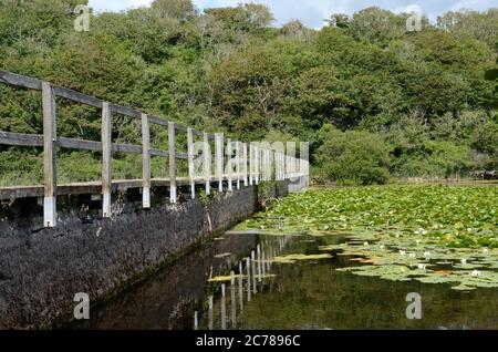 Ponte pedonale che attraversa Bosherston Lily Ponds Pembrokeshire Coast National Park Wales Cymru UK Foto Stock