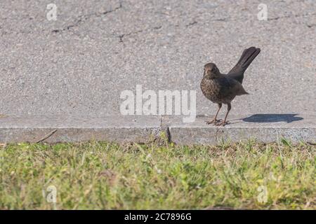 blackbird Turdus merula femmina sul parco Foto Stock