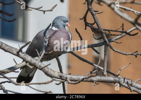 Piccione di legno Columba palumbus arroccato su un ramo di albero Foto Stock