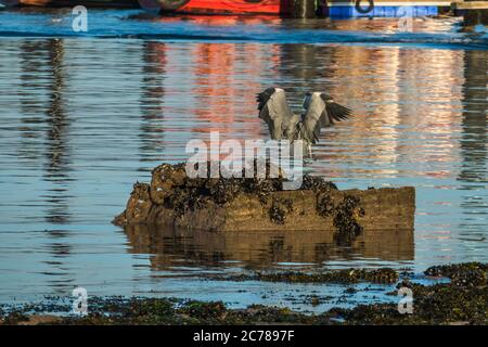 airone grigio ardea cinerea che atterra su una roccia nel mare Foto Stock