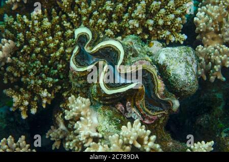 Clam gigante, Tridacna maxima, nella barriera corallina, Hamata, Mar Rosso, Egitto Foto Stock