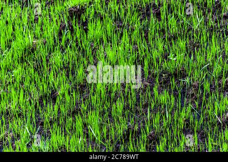 Erba verde giovane germogliata su terra bruciata in primavera. Il concetto di crescita, sviluppo di una nuova vita e superamento delle barriere. Primo piano. Foto Stock