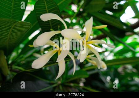 Fiore bianco profumato con foglie verdi sullo sfondo. Il fiore di Frangipani è conosciuto come fiore di Plumeria, bouquet su albero di ramo nella mattina. Foto Stock