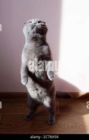 Un gatto purebred è una piega scozzese. Un gatto grigio si erge sulle gambe posteriori Foto Stock