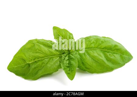 Basilico di foglia di lattuga isolato su sfondo bianco Foto Stock