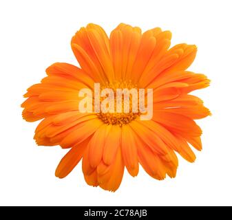Tagete isolato su bianco Foto Stock