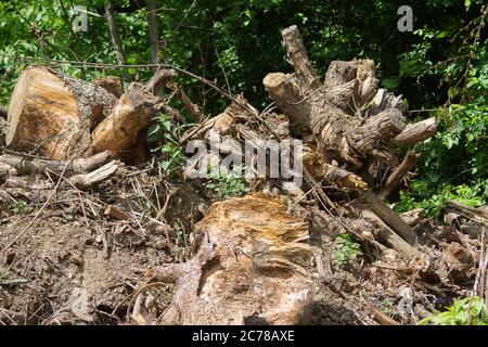 Dopo un'inondazione rimangono alcuni tronchi, galleggianti e fango, che si asciugano al sole. Foto Stock