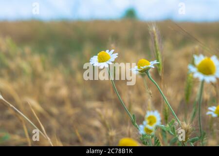 Margherite nel campo. Camomilla campo fiori bordo. Fioritura camomilla medica Foto Stock